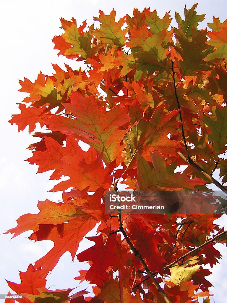 Hojas de otoño - Foto de stock de Aire libre libre de derechos