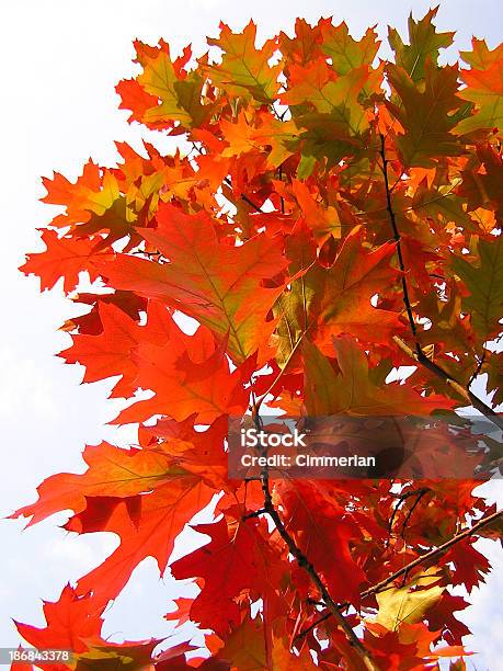 Hojas De Otoño Foto de stock y más banco de imágenes de Aire libre - Aire libre, Arce, Belleza de la naturaleza