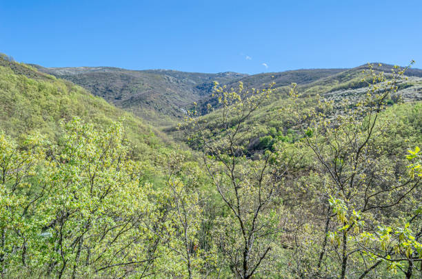 istock Forest in spring in Extremadura, Spain 1868433936