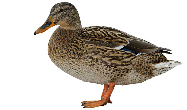 Female Mallard stock photo