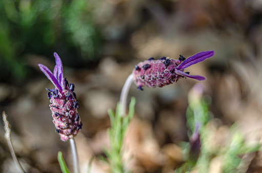 Detail of purple flowers in spring in a forest