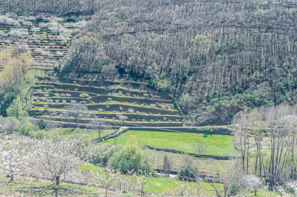 istock Cherry blossoms in the Jerte Valley, Spain 1868435010