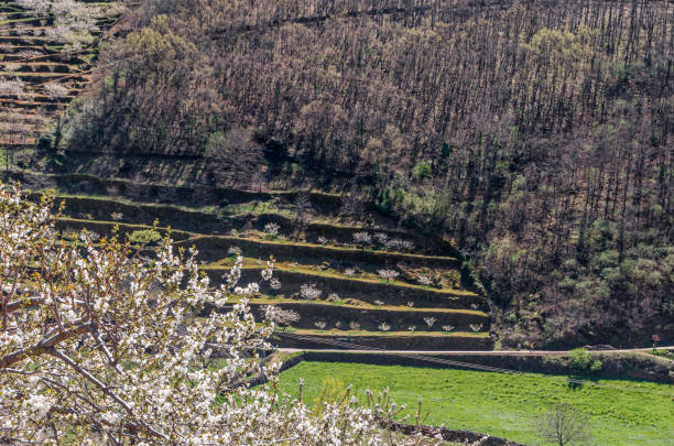 istock Cherry blossoms in the Jerte Valley, Spain 1868435027
