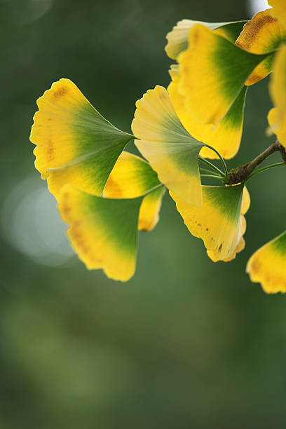 folhas de gingko na árvore - ginkgo ginkgo tree chinese medicine ayurveda - fotografias e filmes do acervo