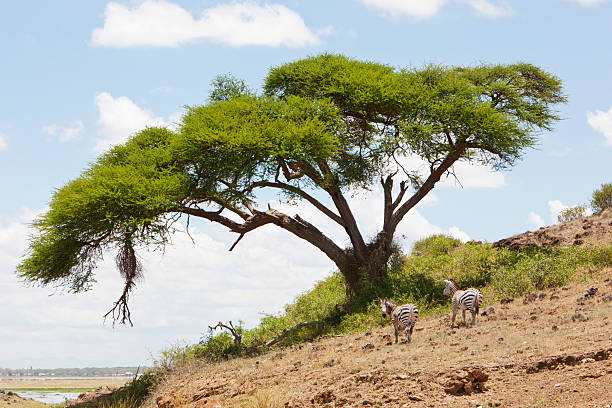 istock Thorn tree and zebras on sloping hill in Amboseli, Kenya 186843983