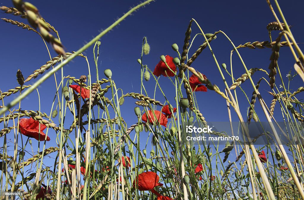 Summerdreams - Foto de stock de Agricultura royalty-free