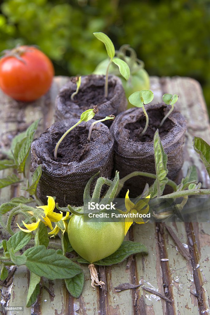 Plant Growth этапах, базилик & Негибридный томат любительские Огород деревьев - Стоковые фото Базилик роялти-фри