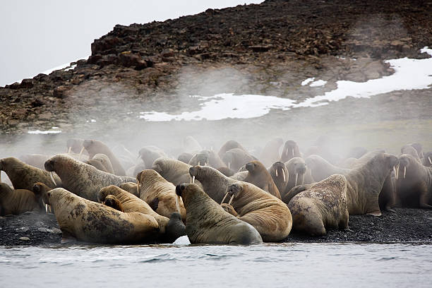 istock Walrus colony in Franz Josef Land 186844309