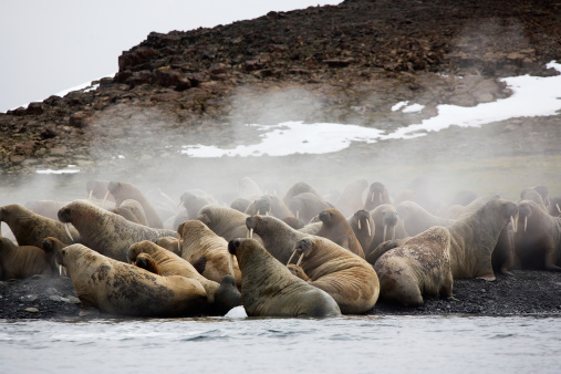 Walrus (Odebenus rosmarus) resting an the beach in Franz Josef Land.  The walrus is the biggest seal in the arctic.