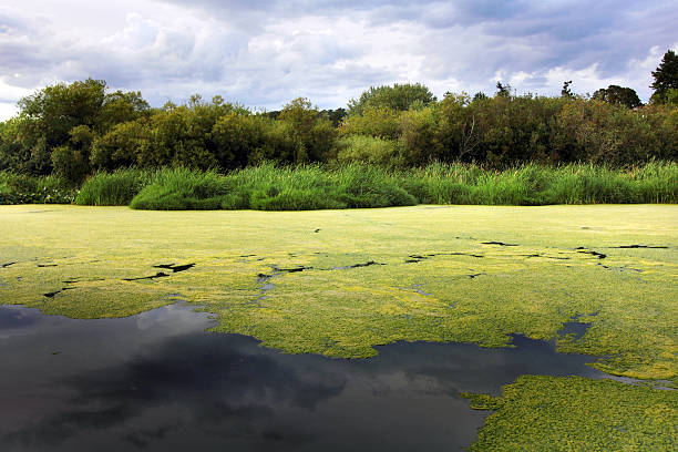 lago swan - algae slimy green water - fotografias e filmes do acervo