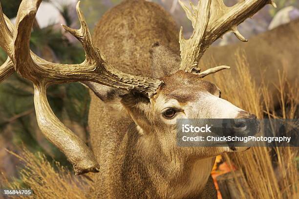 Whitetail Deer Buck Antler Stock Photo - Download Image Now - Mule Deer, Stag, Animal