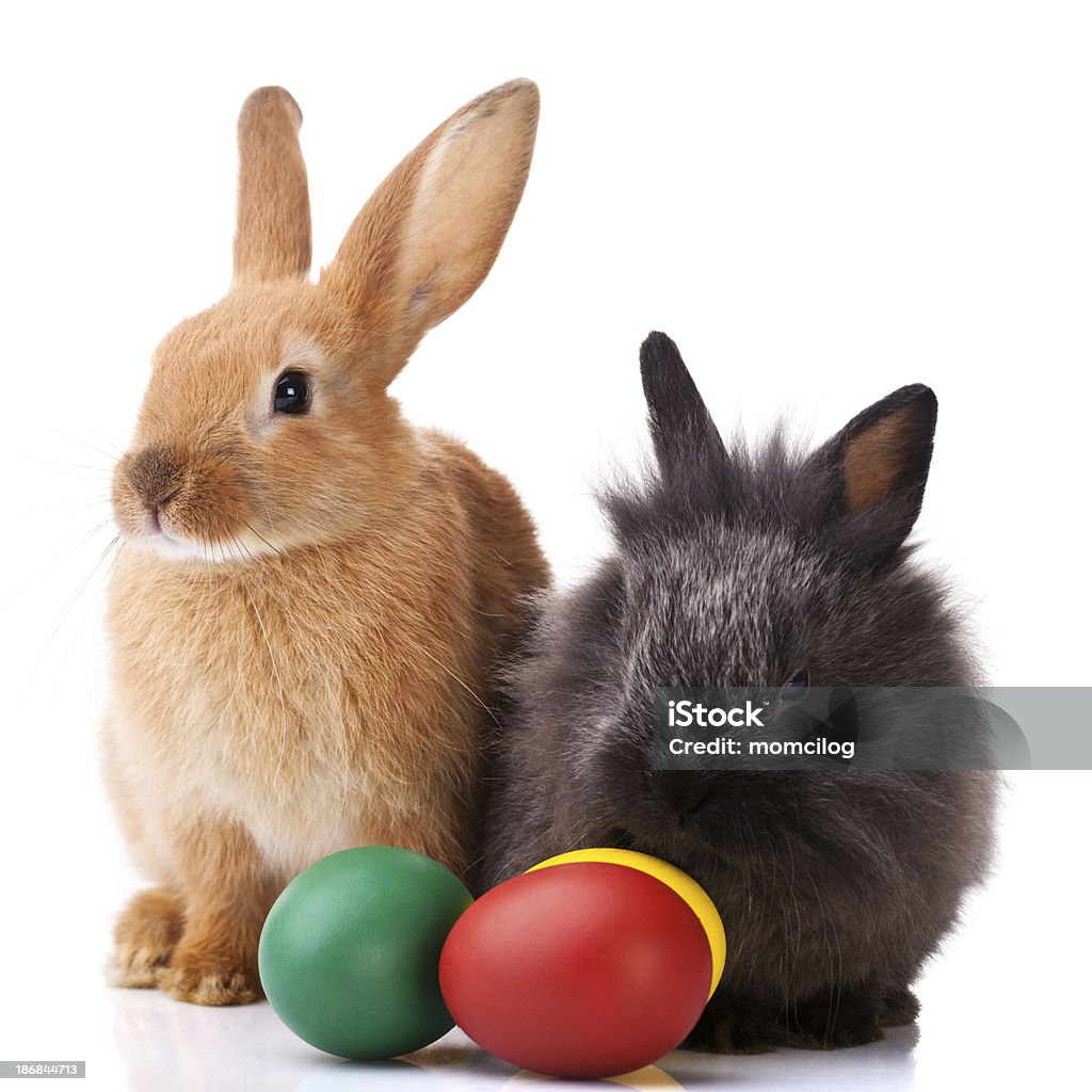 Páscoa bunnies - Royalty-free Abril Foto de stock