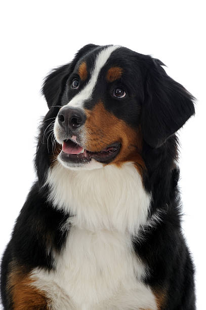 istock Portrait of a Bernese Mountain Dog 186844751