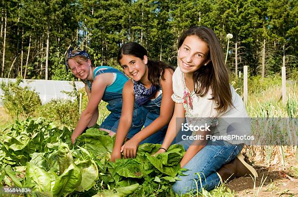 Foto de Três Meninas Colheita e mais fotos de stock de Adolescente - Adolescente, Fazenda, Jardinagem