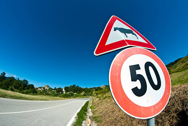cows within one kilometer ahead