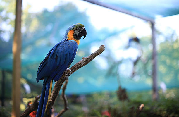 guacamayo parrot - clipped wings fotografías e imágenes de stock