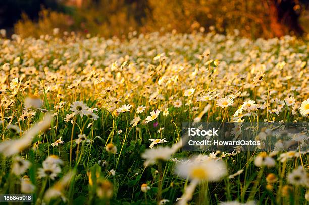 Primavera Prado Flores - Fotografias de stock e mais imagens de Amarelo - Amarelo, Ao Ar Livre, Beleza natural