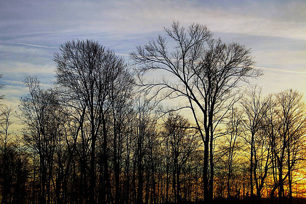 istock Bare Trees against the Sunset.jpg 186845030