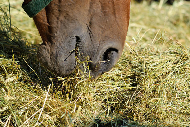 Eating horse detail stock photo