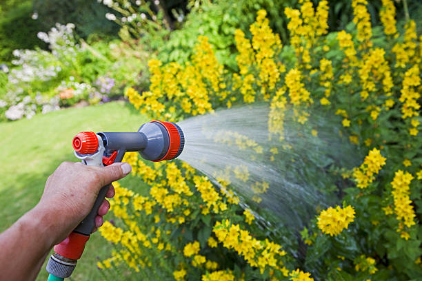 istock Spraying the flowers # 9 XXXL 186845463