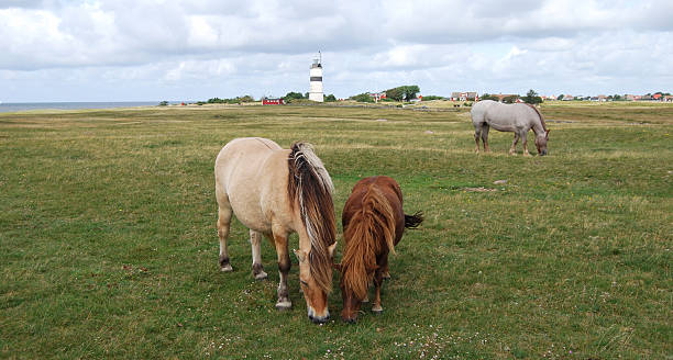 istock Horses grazing on meadow with lighthouse in the background 186845560
