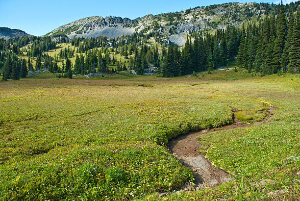 Mountain Ridge and Meadow The sub-alpine zone of Mount Rainier feature grasses, wildflowers and stunted fir trees. This picture was taken near Shadow Lake in Mount Rainier National Park, Washington State, USA. jeff goulden mount rainier national park stock pictures, royalty-free photos & images