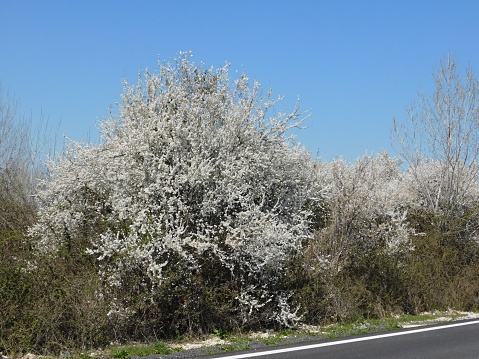 Blooming wild pear, or Pyrus spinosa, tree with white flowers