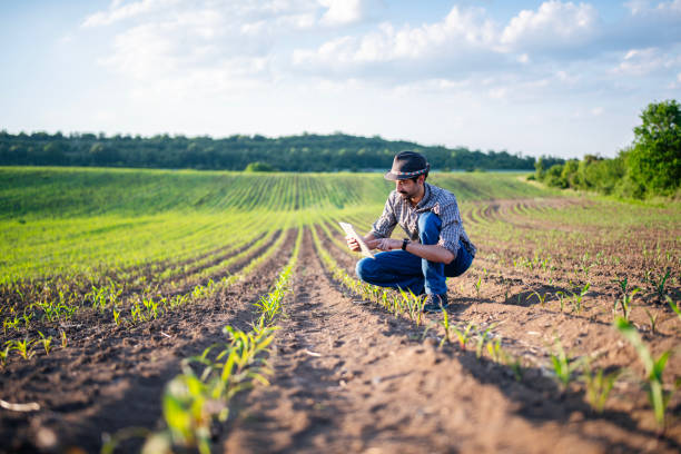 istock Farmer checking the quality of growing corn plants. 1868460880
