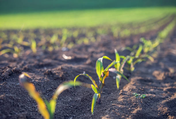 istock Line of sprout corn plant. 1868460887
