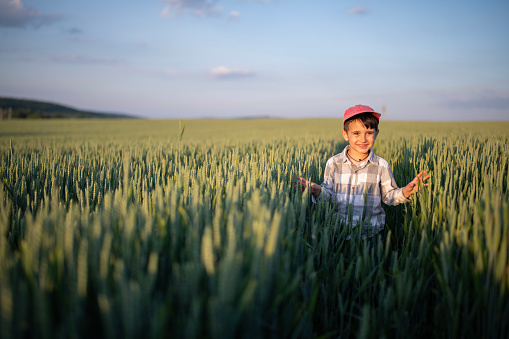 Curious little farmer exploring the corn fields on sunset.