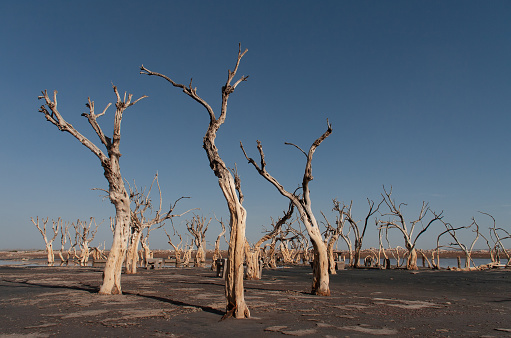 Petrified trees on the shore of a lake