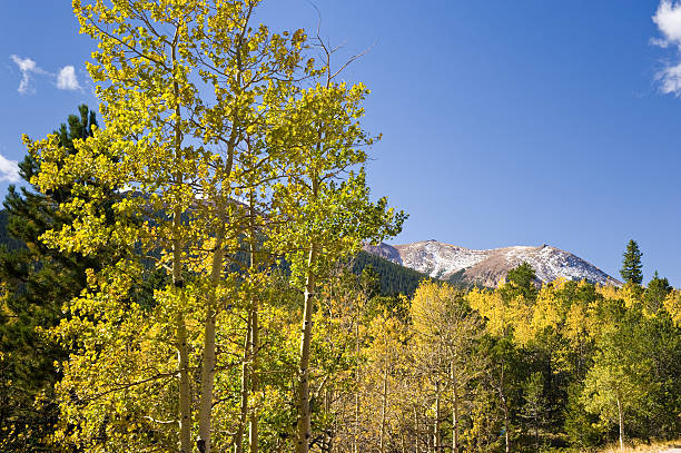 istock Fall Aspens and Blue Sky Pikes Peak Colorado 186846282