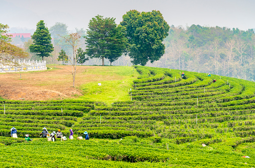 Mae Chan District, Chiang Rai,Thailand-March 30 2023: Tea pickers harvest leaves,during the smokey crop 'Burning Season' in the countryside,on the slopes of one of Thailand's biggest tea producers.