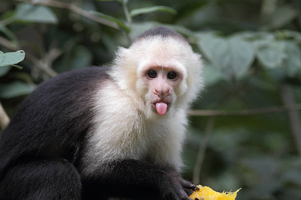 White-headed capuchin "A white-headed capuchin (Cebus capucinus) eating a fruit, sticking its tongue out.More of my pictures of animals:" capuchin monkey stock pictures, royalty-free photos & images