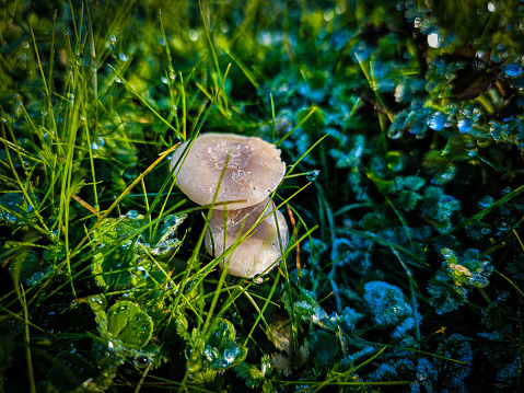 A couple of mushrooms on a frosty afternoon