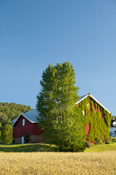 istock Barn with ivy and grain in foreground 186846612