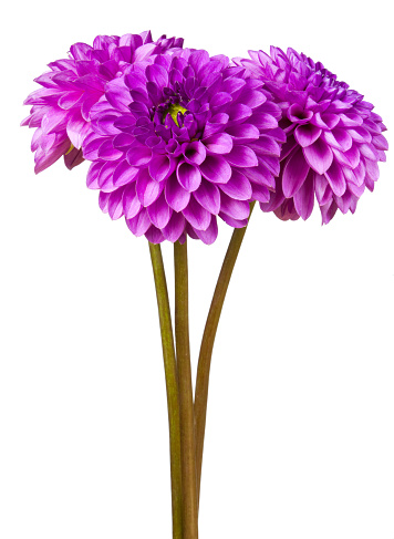 Purple flower on a white background.