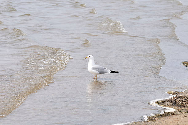 istock Sea gull on the beach. 186846795