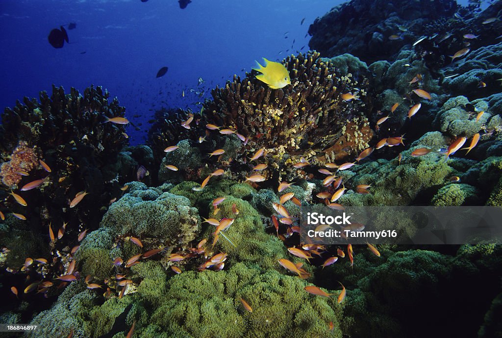 Recife saudáveis com Anthias e Castanheta - Royalty-free Abaixo Foto de stock