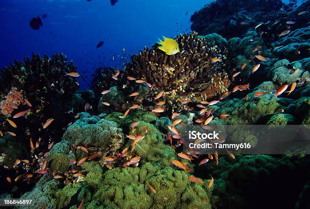 Foto de Saudável De Corais Com Pseudanthias E Damizela e mais fotos de stock de Abaixo - Abaixo, Amarelo, Animal