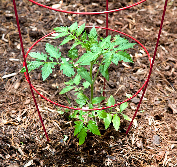 Young Tomato Plant "Young tomato plant  and red wire cage. Vertical-For more flowers, click here." tomato cages stock pictures, royalty-free photos & images