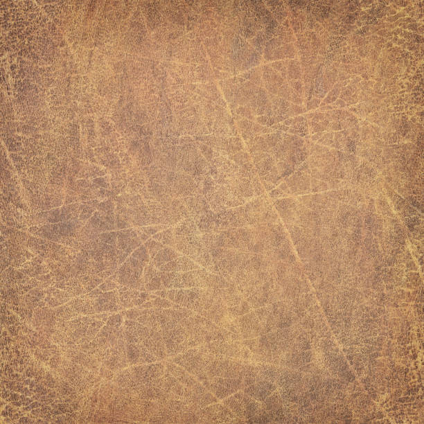 istock High Resolution Animal Skin Parchment Grunge Texture 186847318