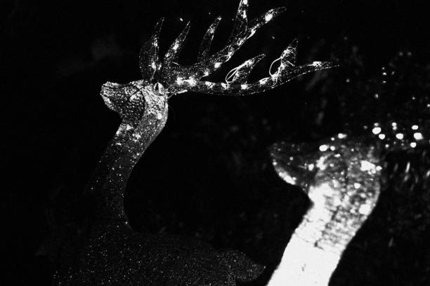 Black and white close-up of a fallow buck relaxes on the forest.