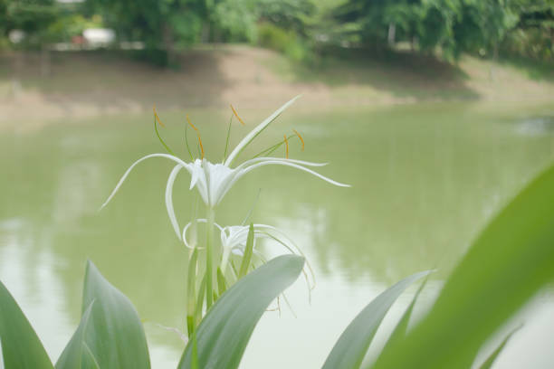 Hymenocallis littoralis flowers come from tropical and subtropical parts of America