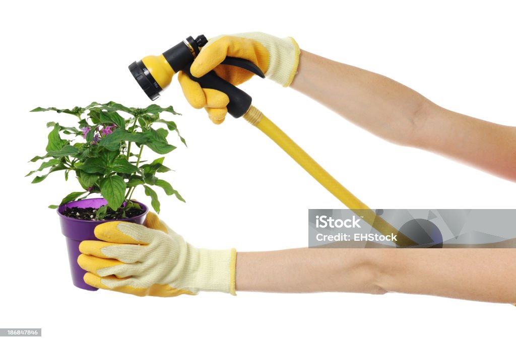 Gardener mulher com Mangueira de jardim isolado em fundo branco - Royalty-free Adulto Foto de stock
