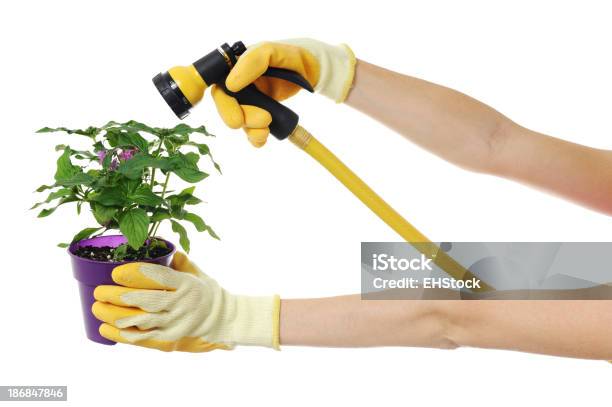 Gardener Mulher Com Mangueira De Jardim Isolado Em Fundo Branco - Fotografias de stock e mais imagens de Adulto