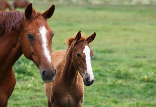 Portrait of a chestnut mare and her foal on the meadow. Shallow DOF focus on the foal. Canon eos 1D MarkIII.