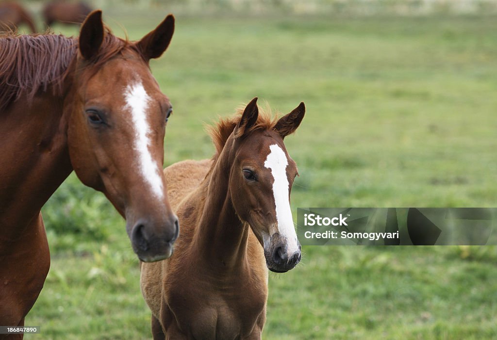 Mare and foal Portrait of a chestnut mare and her foal on the meadow. Shallow DOF focus on the foal. Canon eos 1D MarkIII. Foal - Young Animal Stock Photo
