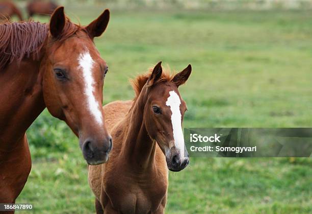 Mare And Foal Stock Photo - Download Image Now - Foal - Young Animal, Horse, Mare