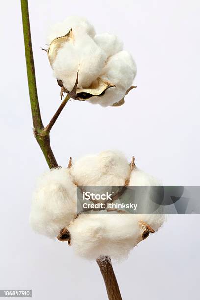 Foto de O Algodão e mais fotos de stock de Algodão - Malvaceae - Algodão - Malvaceae, Algodão - Material Têxtil, Branco